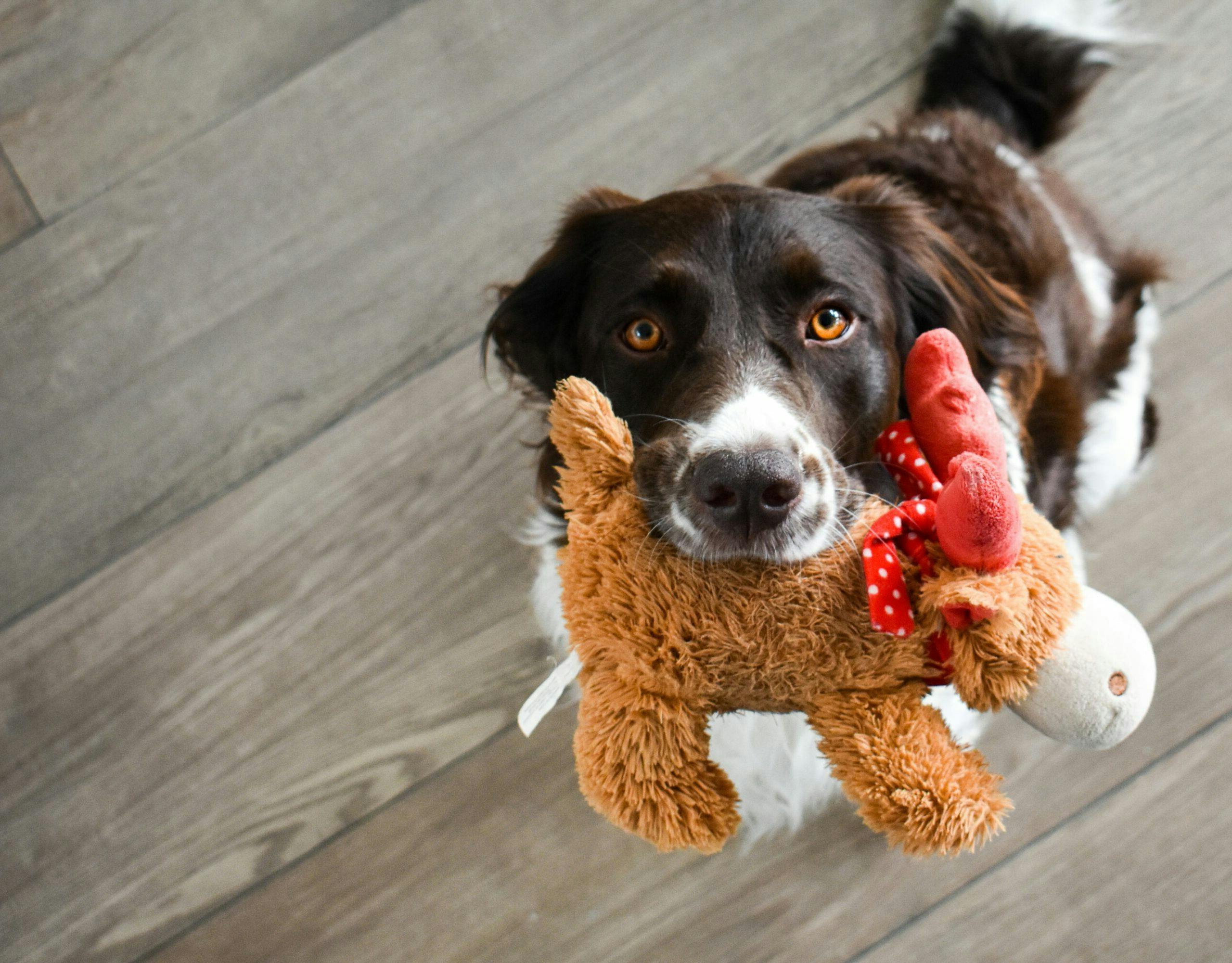 Dog enrichment activities: Healthy brains and happy dogs