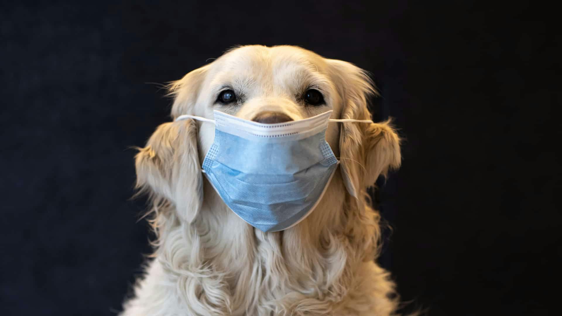 Cover Image for This Month in Dog Health: September 2022