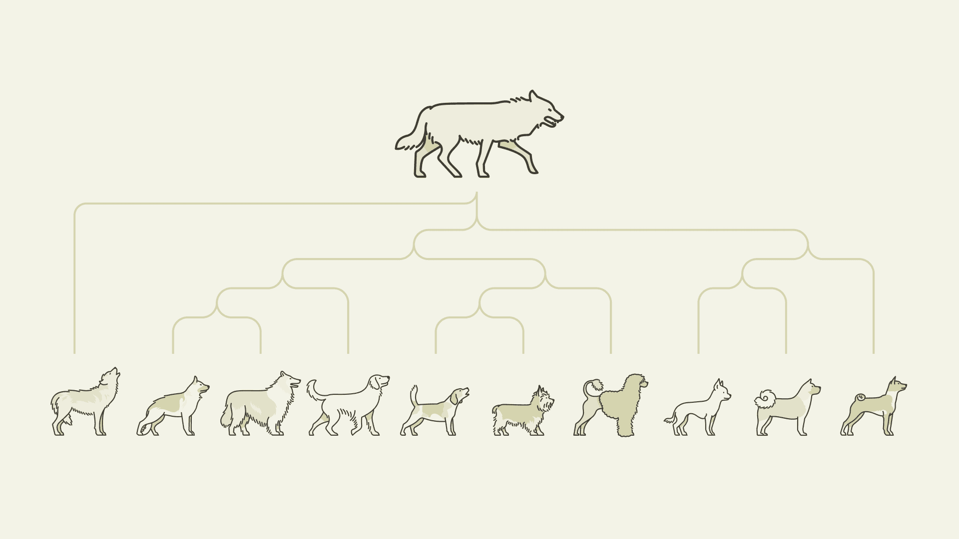 Cover Image for Ancestry & DNA: decipher the biology behind your dog’s family tree