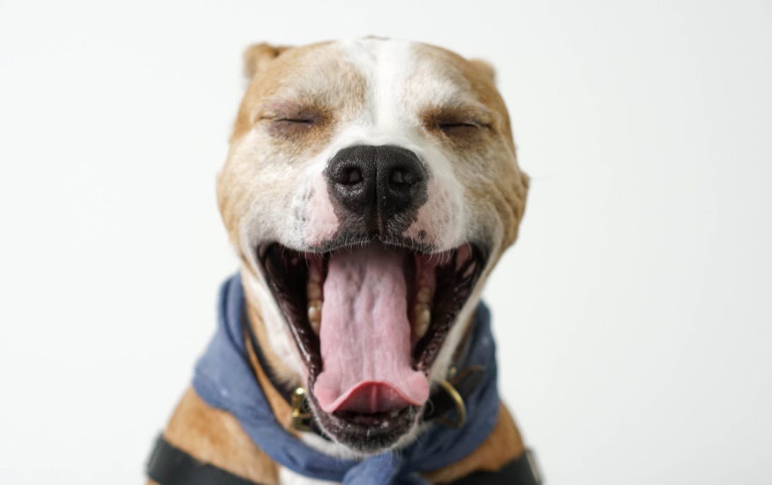 Cover Image for Can your dog catch your yawn?