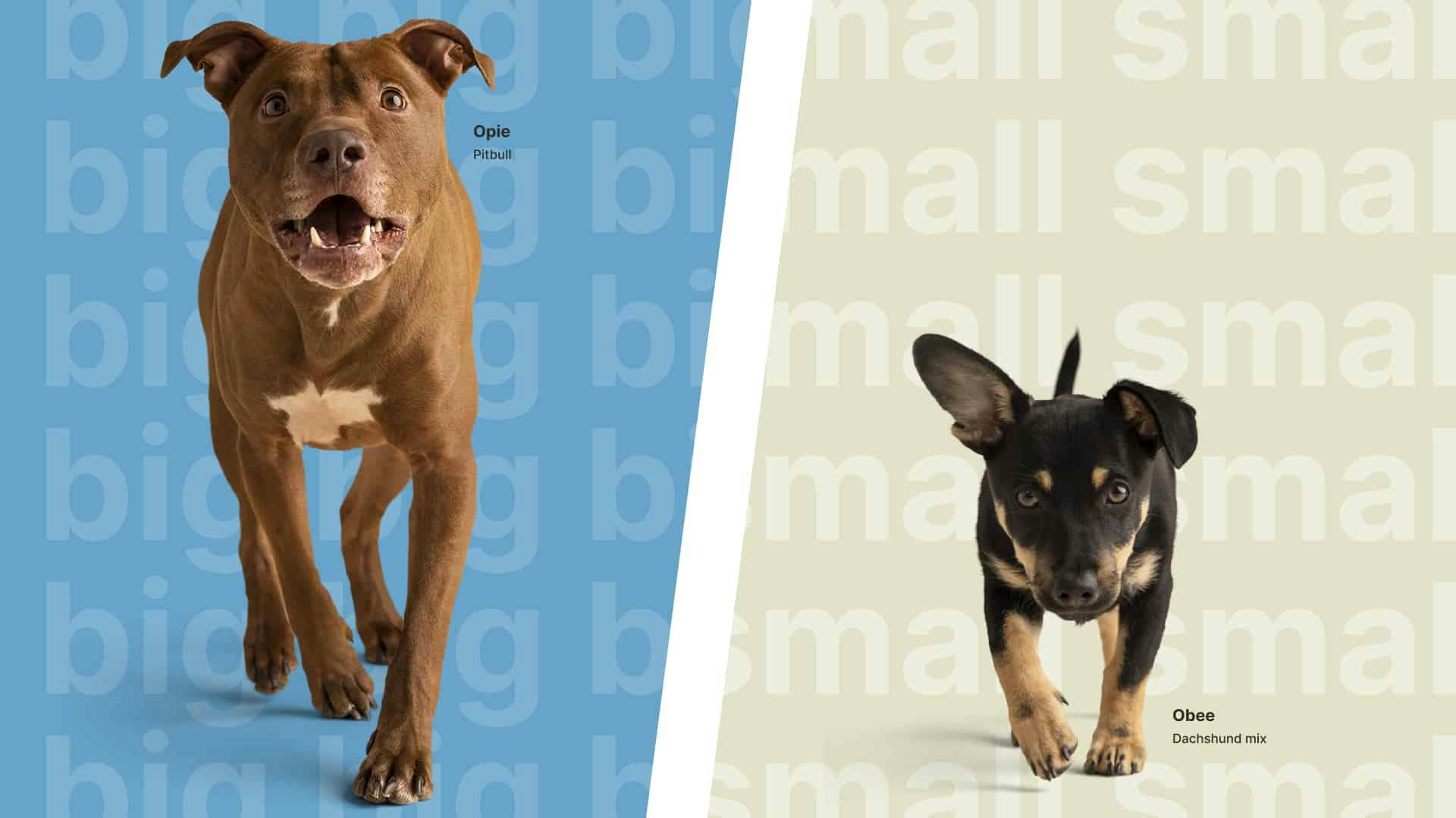 Cover Image for Why do big dogs have unusually short lifespans compared to small dogs?